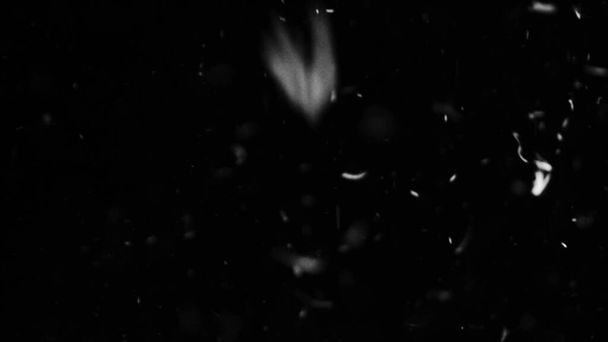 Φτερά και οργανική σκόνη σε μαύρο φόντο φωτογραφία για διάφορα έργα. - Φωτογραφία, εικόνα