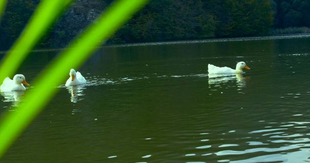 Patos hermosos salvajes están nadando en la naturaleza del lago fotografía cinematográfica. Disparo en la cámara del Dragón Rojo épico. NO CORRECCIÓN DE COLOR (espacio de color crudo redlogfilm
) - Foto, imagen