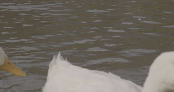 Patos hermosos salvajes están nadando en la naturaleza del lago fotografía cinematográfica. Disparo en la cámara del Dragón Rojo épico. NO CORRECCIÓN DE COLOR (espacio de color crudo redlogfilm
) - Foto, Imagen