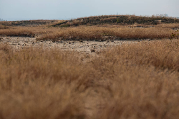 Bledow-Wüste (Pustynia Bledowska) Sandgebiet auf dem schlesischen Hochland in der Woiwodschaft Kleinpolen. Mitteleuropas größte Ansammlung von losem Sand in einem Gebiet abseits des Meeres - Foto, Bild