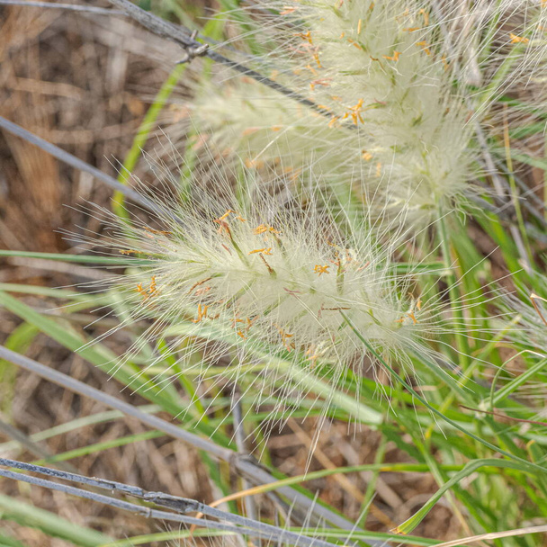 Растение "Pennisetum vilosum" с цветком. Макровзгляд
. - Фото, изображение