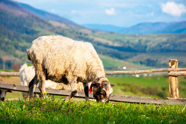 goat and sheep grazing on the alpine meadow. beautiful scenery with green grass on the hill, rural valley and distant ridge in evening light. wonderful sunny weather in springtime - Φωτογραφία, εικόνα