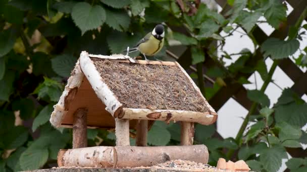 Great tit, sparrow eat seeds in the garden, soft focus, close up. The video shows a bird feeder made of wood. From time to time a small bird pours on him and takes food. - Materiał filmowy, wideo