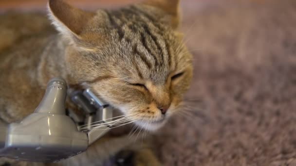 機械的な手で猫を撫でる。サイボーグがイギリスの猫を撫でている。猫はカーペットの上に横たわっている。スローモーション - 映像、動画
