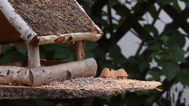 Gran teta, gorrión comer semillas en el jardín, enfoque suave, de cerca. El video muestra un comedero de aves hecho de madera. De vez en cuando un pajarito le echa encima y toma comida.
. - Metraje, vídeo