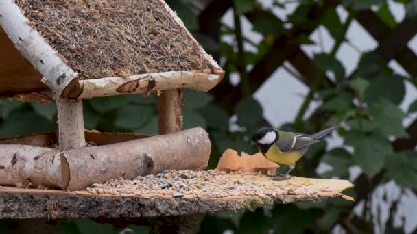 Great tit, sparrow eat seeds in the garden, soft focus, close up. The video shows a bird feeder made of wood. From time to time a small bird pours on him and takes food. - Video