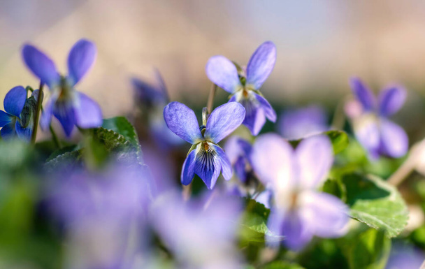 Delicate blue forest violets. Spring easter card - Photo, Image