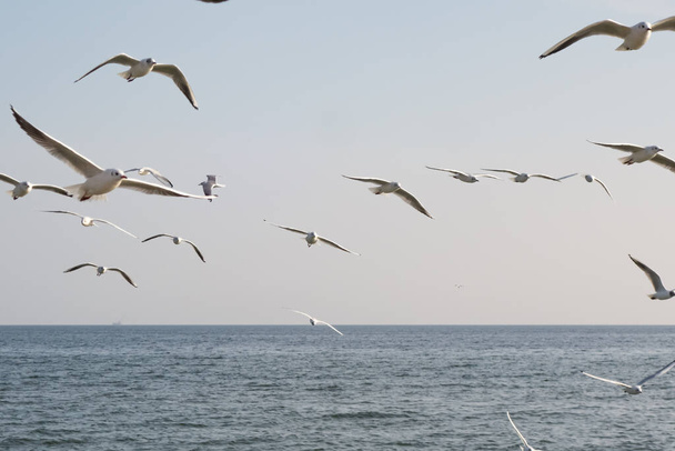 Чайки и голуби на берегу моря на пляже в солнечный весенний день
. - Фото, изображение