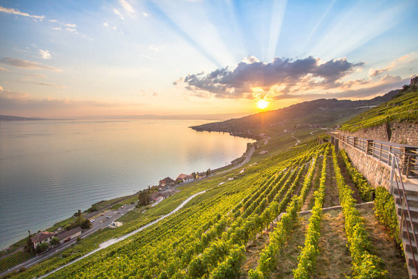World famous vineyards in Lavaux region on sunset, Switzerland - Photo, Image