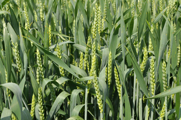 緑の冬の小麦の栽培農場では - 写真・画像