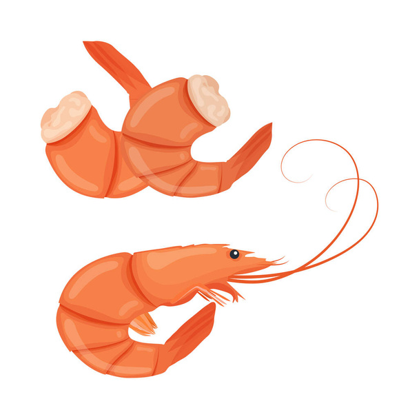 Gekochte Garnelen. Gekochte Tigergarnele. Shrimps isoliert auf weißem Hintergrund. Vektorillustration - Vektor, Bild