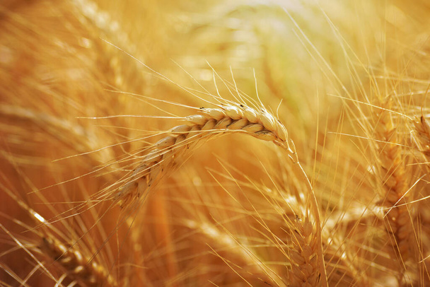 Закрытие колосьев золотой пшеницы на поле - Фото, изображение