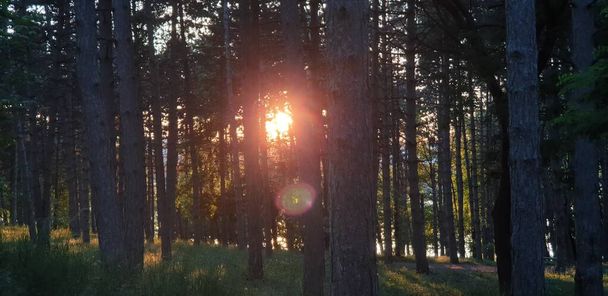 lesní mýtina zelená a duha, slunce svítí mezi stromy, západ slunce v lese - Fotografie, Obrázek