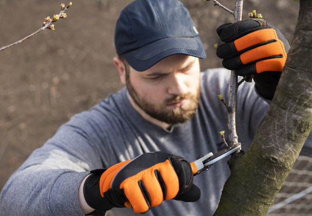 Pruning of trees with secateurs. Cutter, equipment. - Photo, Image
