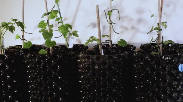 Cultivar tomates y pepinos en macetas de aire en interiores antes de la temporada. Preparación para la temporada de verano en el jardín. Concepto de verduras
. - Metraje, vídeo