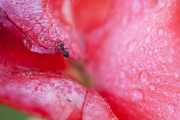 μυρμήγκι σε κόκκινο λουλούδι κατά τη διάρκεια του καλοκαιριού - Φωτογραφία, εικόνα