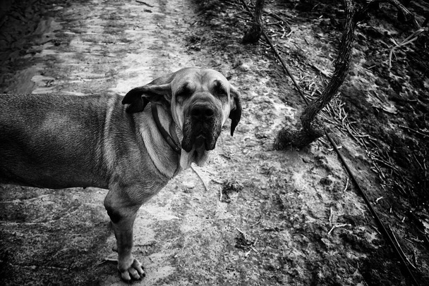会社の犬の保護者である犬の映画ブラジリロ - 写真・画像