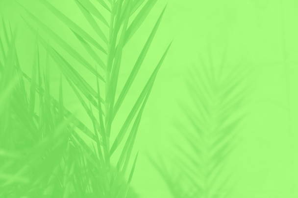 Feuilles de palmier dattier sur fond vert, nuances de vert
 - Photo, image