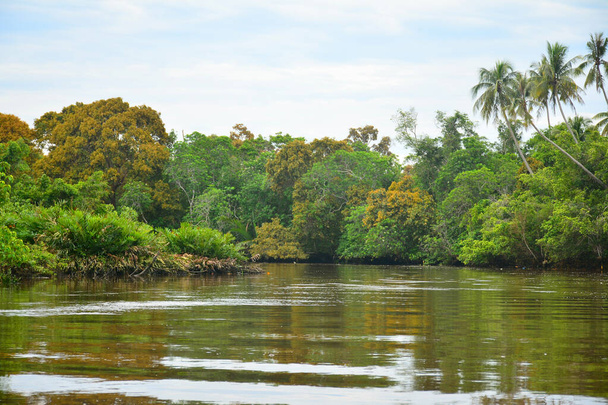 Klias folyó egy Mangrove Forest Reserve és egy ökoturisztikai cél, ahol láthatjuk proboscis majom a fákon. - Fotó, kép