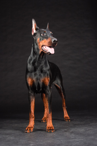 Doberman Pinscher portrait on black. Studio shot of female dog. - Foto, Bild