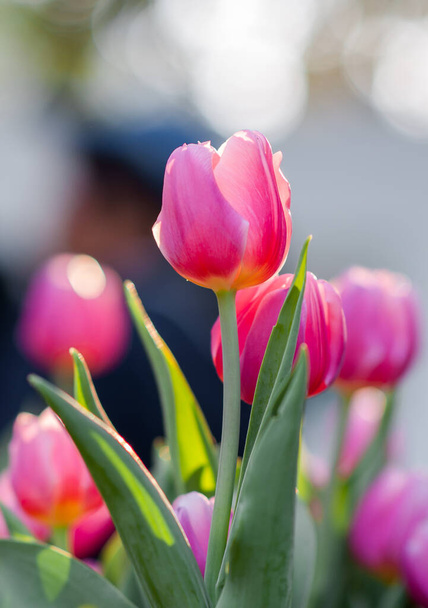 pink tulips, close up - Фото, изображение