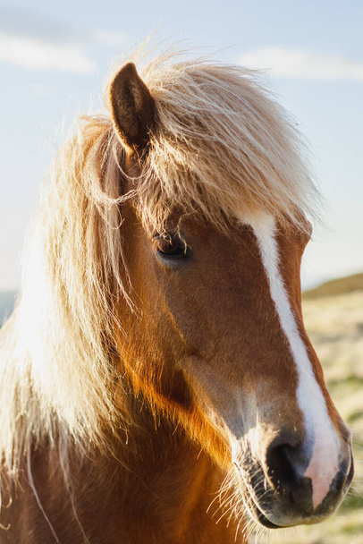 Gros plan / vue détaillée de la tête d'un beau cheval de poney islandais brun regardant droit vers la caméra
. - Photo, image