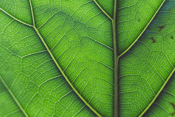 macro shot of fiddle leaf fig plant with sunlight shining through and highlighting the veins and patterns  - Zdjęcie, obraz