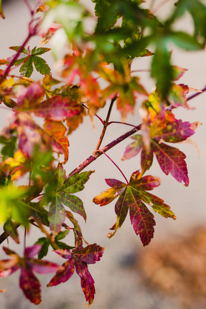 close-up ofjapanese maple leaves with autumn colors with red tones outdoor in sunny backyard shot at shallow depth of field - Foto, Imagen