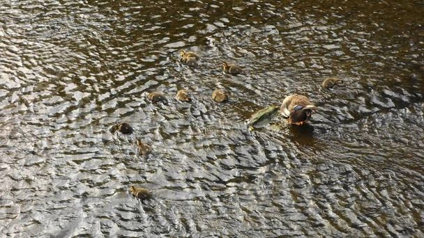 Eine Entenmutter und ein Entenkind spielen im seichten Wasser des Flusses. Das knackige Entenschwimmen ist wirklich ein Smiley. Geheilt - Foto, Bild