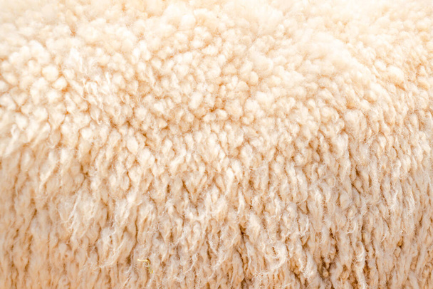 Natural fiber thermal fur wool texture background from sheep with white bright color tone. Backdrop for design art work or text message. - Foto, immagini