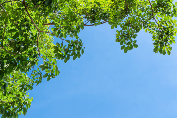 green  trees on blue sky background - Foto, afbeelding