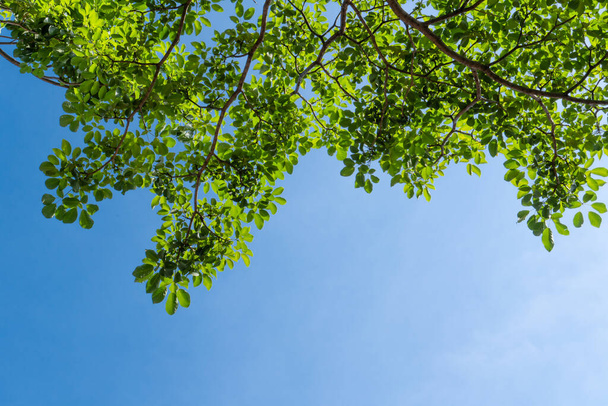 green  trees on blue sky background - Foto, Bild