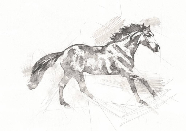 disegno a matita testa di cavallo a mano libera
 - Foto, immagini