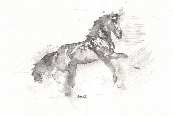rysunek ołówkiem głowa konia odręczne - Zdjęcie, obraz