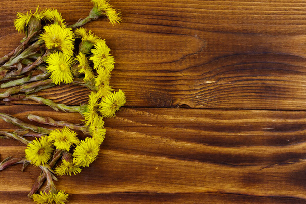 Coltsfoot (Tussilago farfara) λουλούδια σε ξύλινο φόντο. Πάνω όψη, αντιγραφή χώρου - Φωτογραφία, εικόνα
