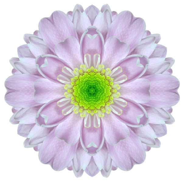 koncentryczne mandali chryzantema kwiat na białym tle - Zdjęcie, obraz