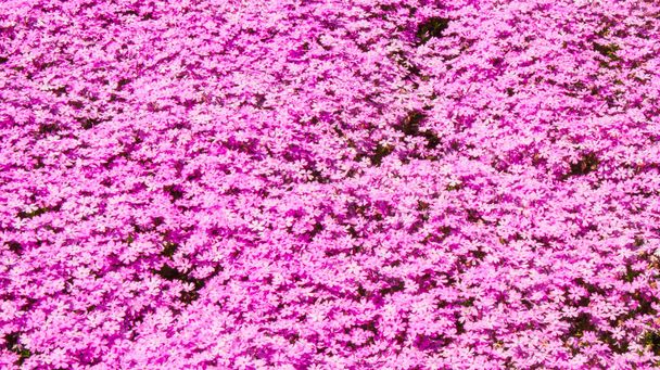 Różowe pola różowego mchu kwitną wiosną w Hokkaido. Japonia, popularny festiwal różowy mech dla turystów - Zdjęcie, obraz