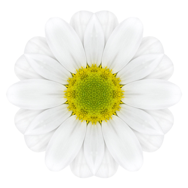 bílý soustředné dahlia mandala květina izolované na pláni - Fotografie, Obrázek
