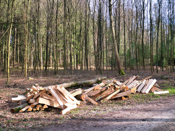 Bomen verwerkt en in blokken gehakt liggen in een stapel naast het voetpad in het bos. - Foto, afbeelding