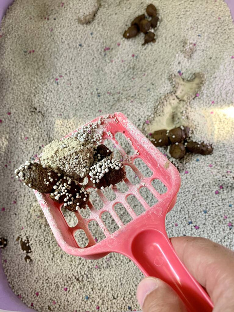 Merdas de gato limpando o banheiro areia gato, Foto para limpar a merda de gato para todas as manhãs, necessário para gato saudável em casa
.  - Foto, Imagem