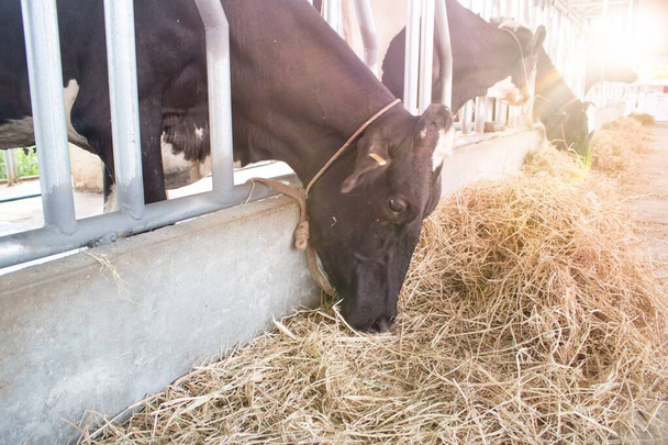 Çiftlikte saman yiyen siyah beyaz inekler. - Fotoğraf, Görsel