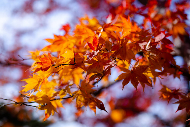The natural texture of colorful maple leaves or Momijigari in autumn at Japan. Light sunset of the sun with dramatic yellow and orange sky. Image depth of field. - Foto, Imagen