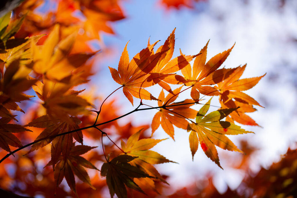 The natural texture of colorful maple leaves or Momijigari in autumn at Japan. Light sunset of the sun with dramatic yellow and orange sky. Image depth of field. - Valokuva, kuva