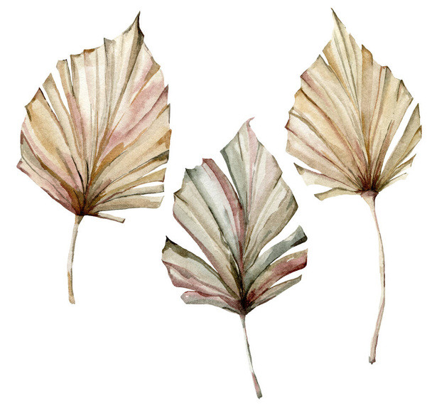 Watercolor tropical set with dry palm leaves. Hand painted exotic leaves isolated on white background. Floral illustration for design, print, fabric or background. - Photo, Image