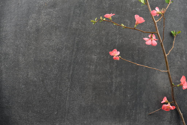 flowers on grey stone background - Fotoğraf, Görsel