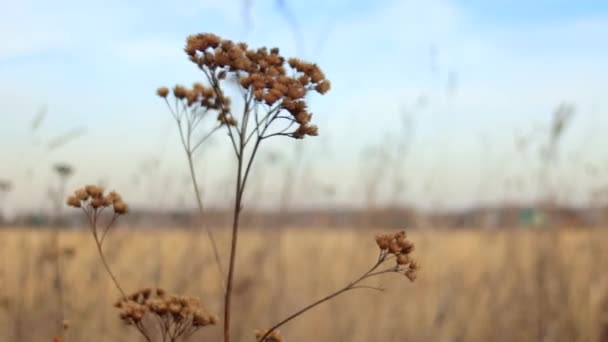 Close-up view on plant in rural landscape at drought time - Footage, Video