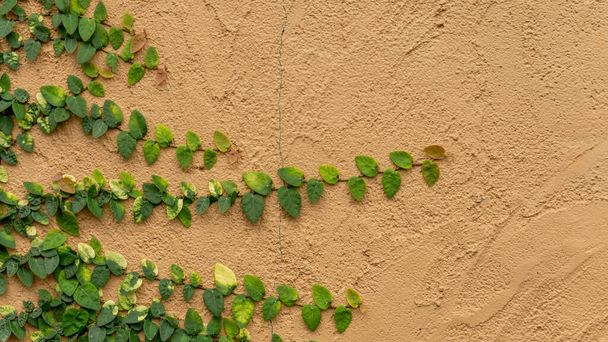 Fresh young green creeper or creeping fig houseplants known as Ficus pumila L. climbing up on brown old rough texture of concrete wall background - Photo, Image