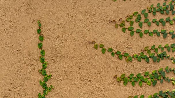 Taze yeşil sürüngen ya da sürünen incir bitkileri Ficus pumila L. Beton duvar arka planının kahverengi eski kaba dokusuna tırmanıyor. - Fotoğraf, Görsel