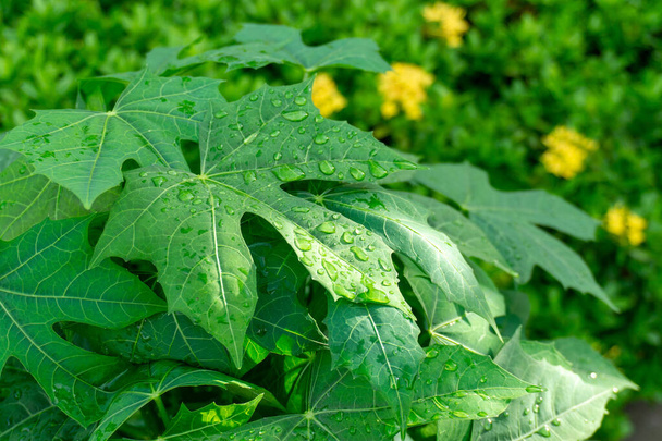 Modèle vert frais de vénération pennée des feuilles de plantes tropicales avec de l'eau de gouttelettes de pluie, pétales jaunes flous de floraison sur fond
   - Photo, image