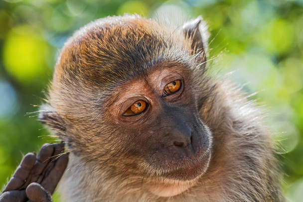 Довгохвоста Макака - Macaca fasicularis, поширена мавпа з лісів Південно-Східної Азії, лісових масивів і садів, Mutiara Taman Negara, Malaysia. - Фото, зображення